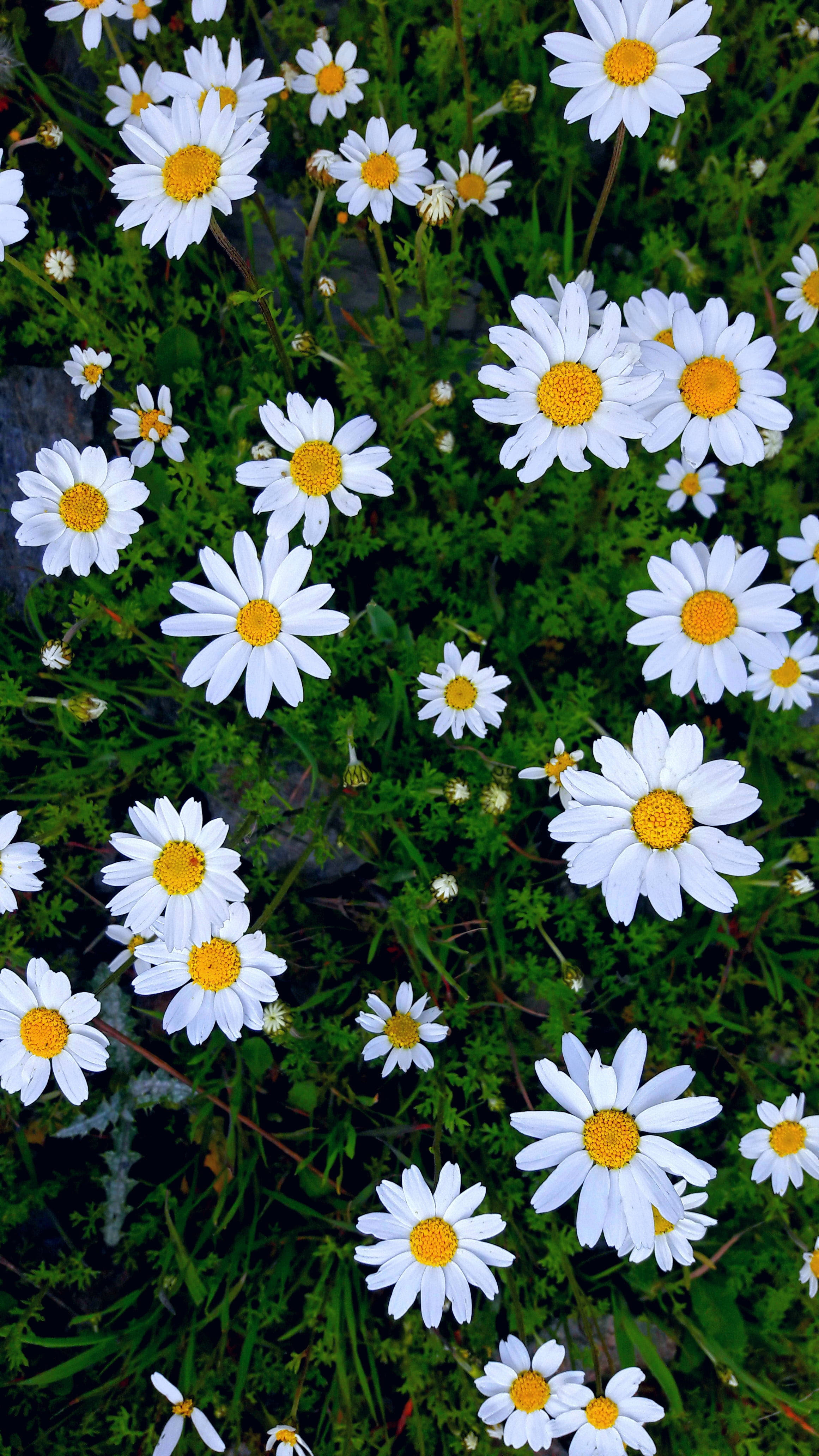 Happy Daisies Flower Mobile, white daisies, bright yellow centers, 4K Phone Wallpaper