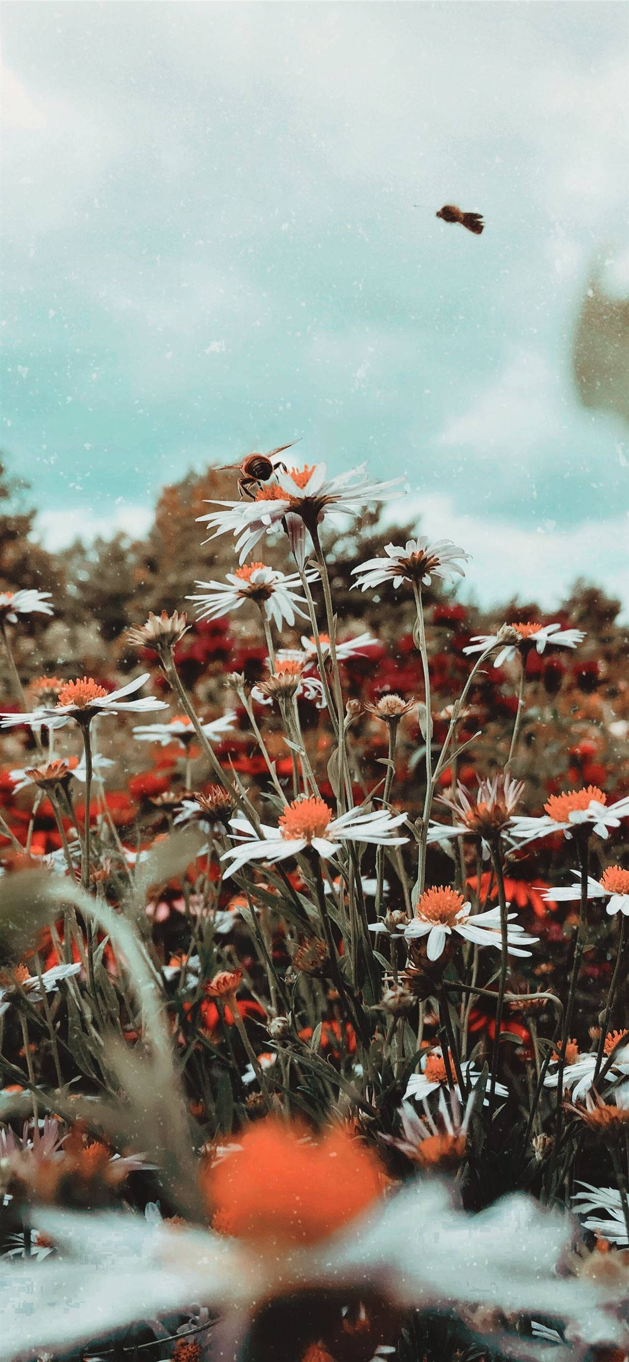 Daisy Aesthetic, white daisy, red and white flowers, 2K Phone Wallpaper