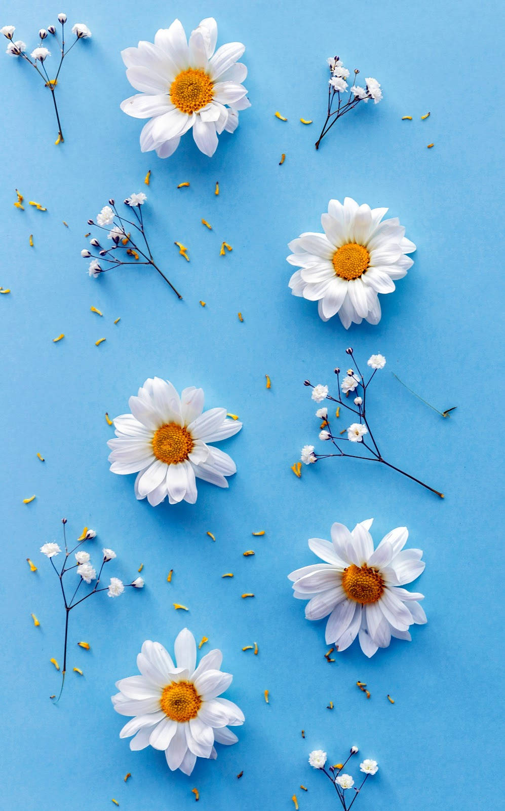 Daisy Aesthetic, blue table, white daisies, HD Phone Wallpaper