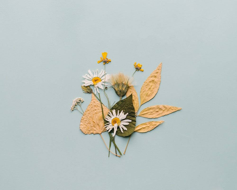 Pressed White Daisy Aesthetic, dried daisies, leaves, SD Desktop Wallpaper