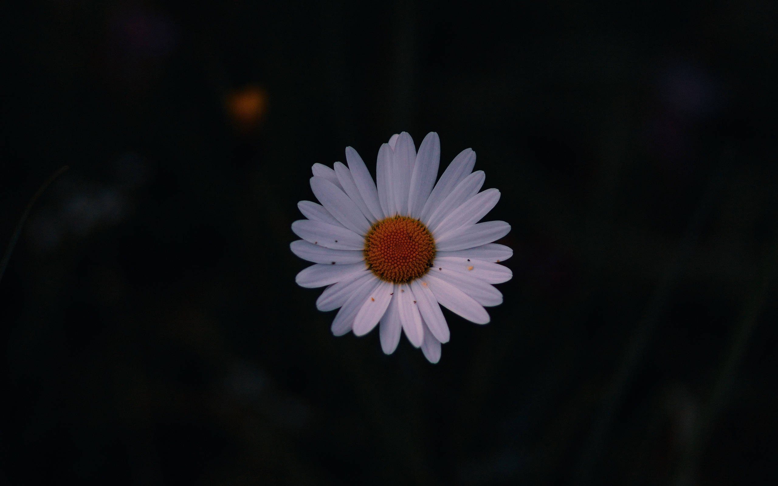 white daisy, pale petals, vibrant orange center, 2K Desktop Wallpaper