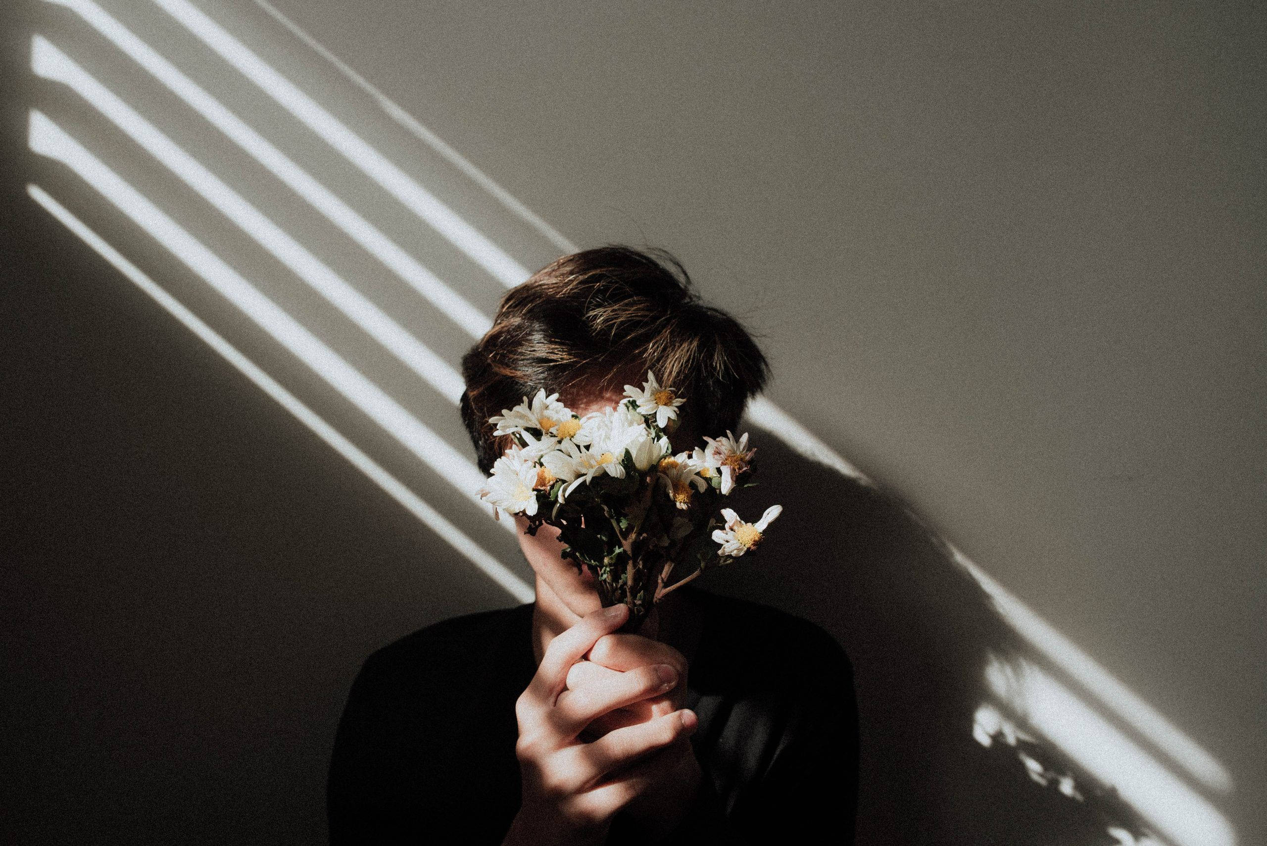 white daisies, diagonal sunlight, plain wall, 2K Desktop Wallpaper
