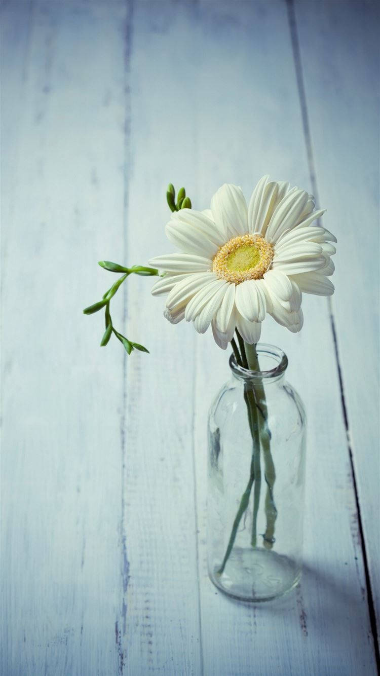 white daisy, yellow center, clear glass bottle, HD Phone Wallpaper