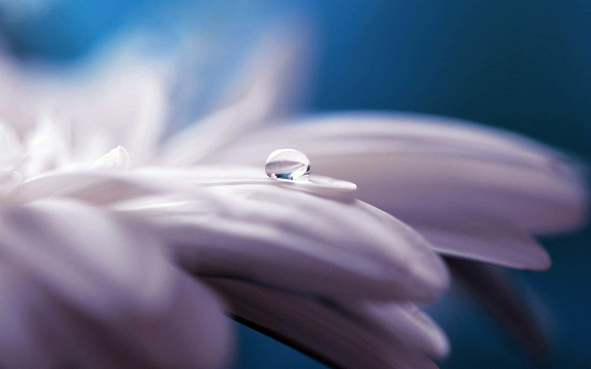 Daisy Duck, lavender flower petal, glistening water droplet, Full HD Desktop Wallpaper
