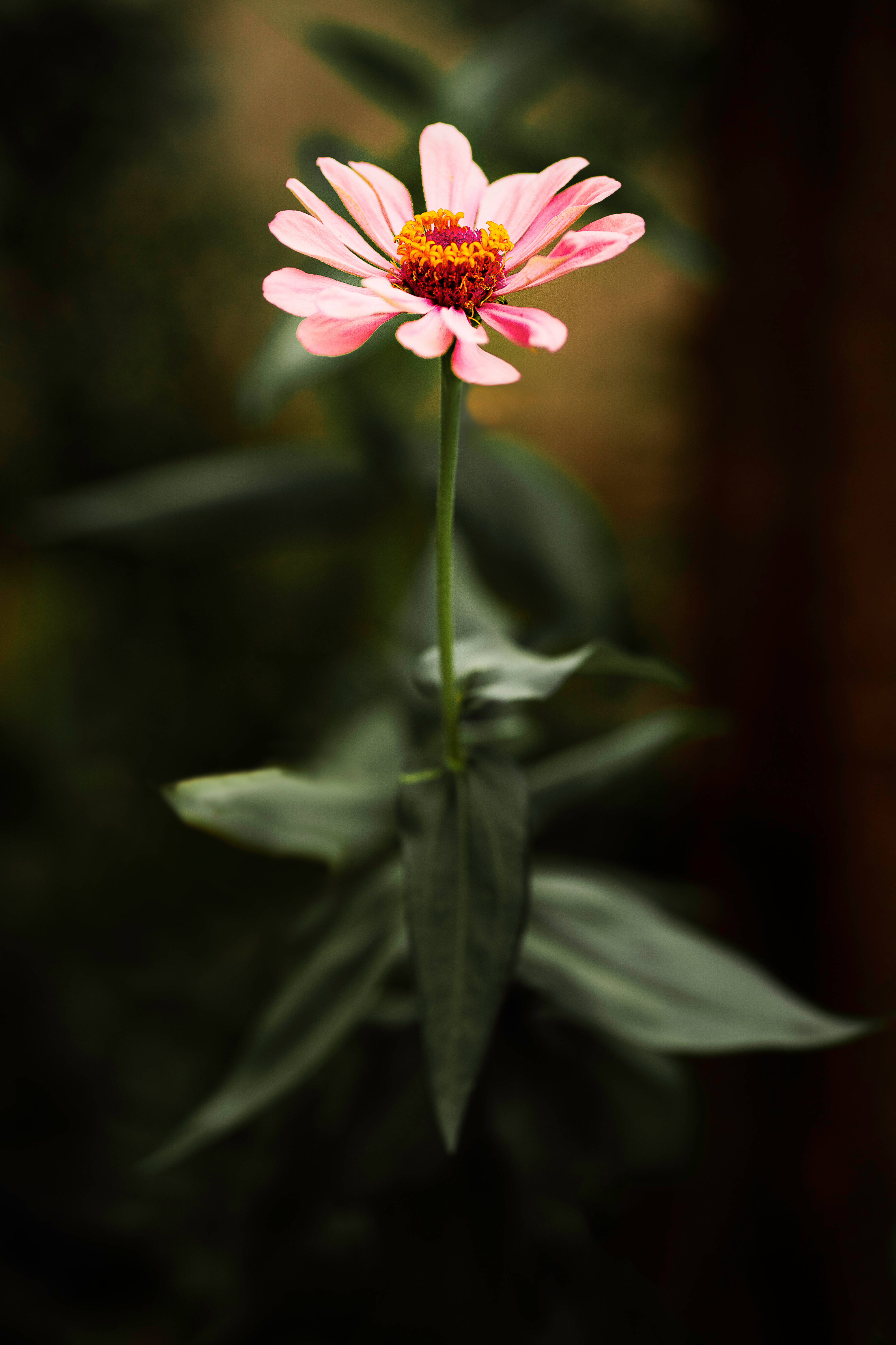 single pink daisy iPhone, pink zinnia, vibrant orange center, 5K Phone Wallpaper