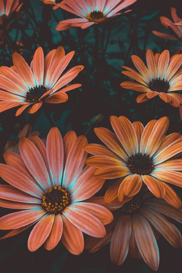 orange vintage flower aesthetic daisies, vibrant orange daisies, teal-tinted edges, SD Phone Wallpaper