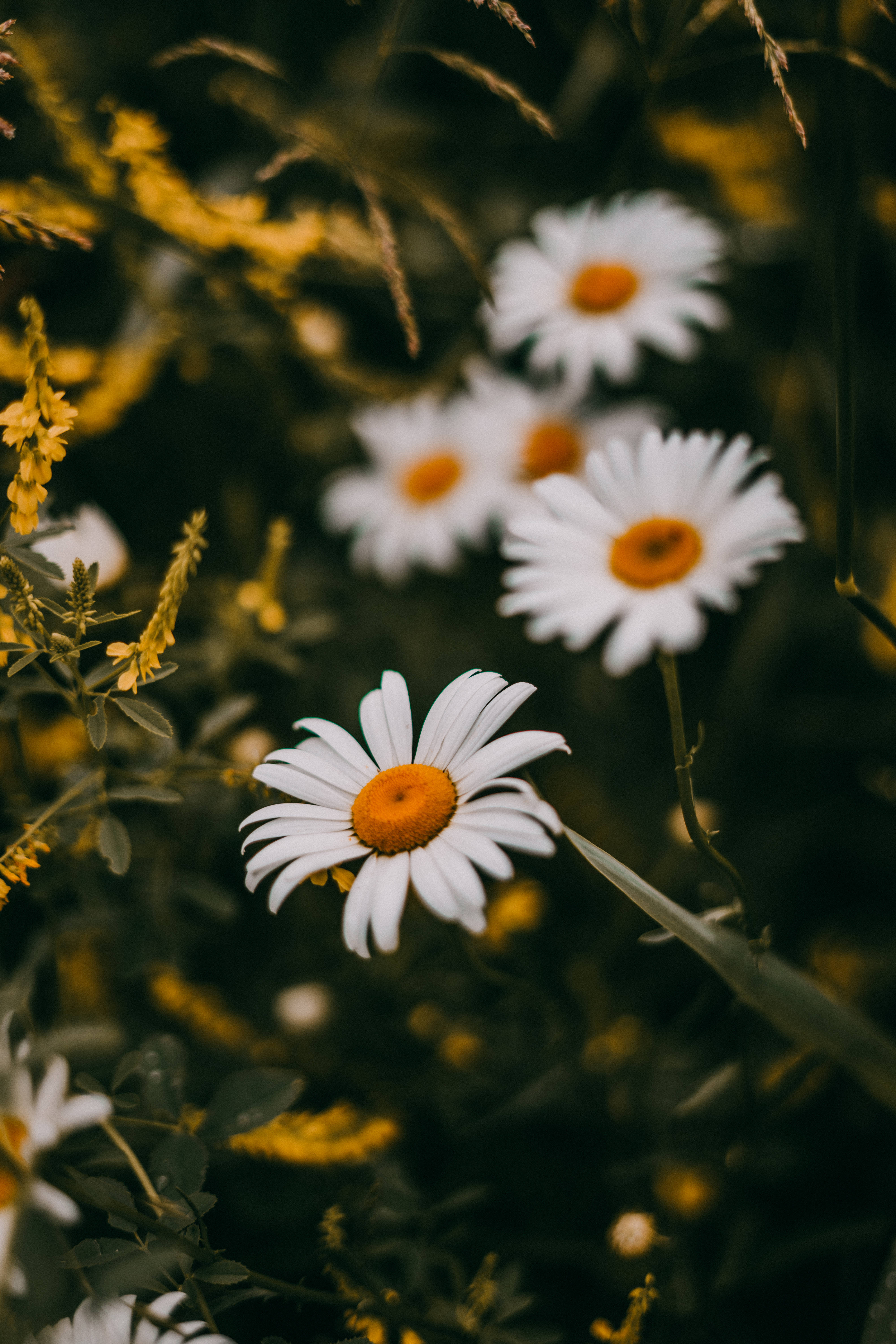 white daisy, orange center, green and yellow meadow, 5K Phone Wallpaper