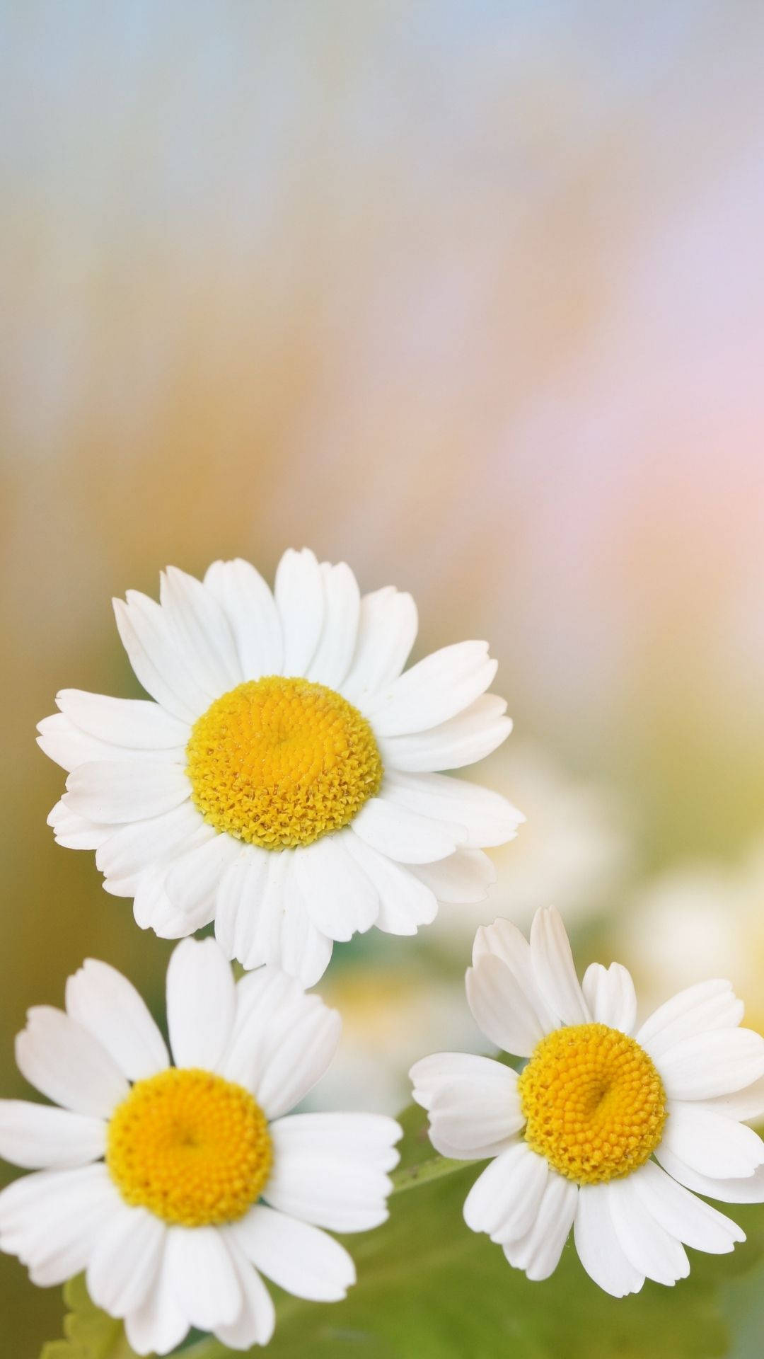 white daisy, iPhone, pastel blurred background, Full HD Phone Wallpaper