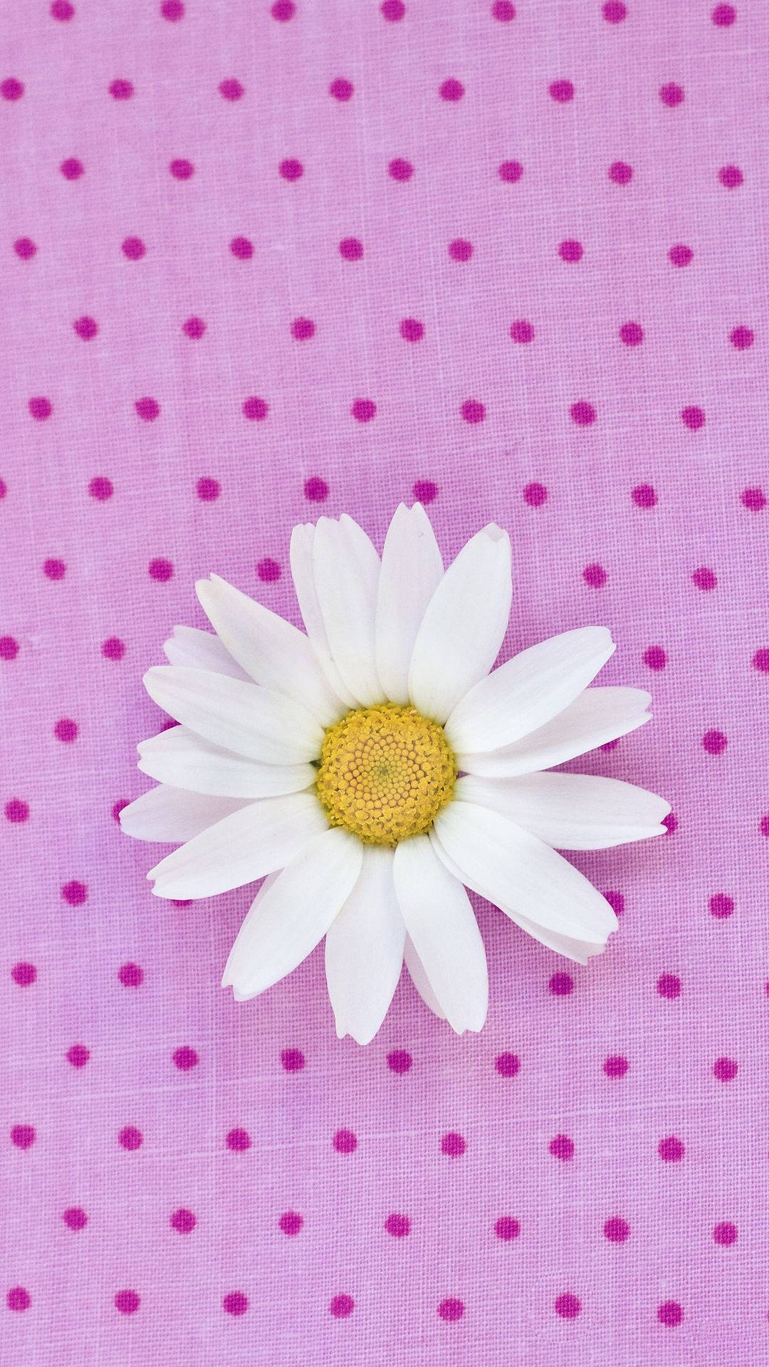 white daisy, yellow center, pink fabric, Full HD Phone Wallpaper