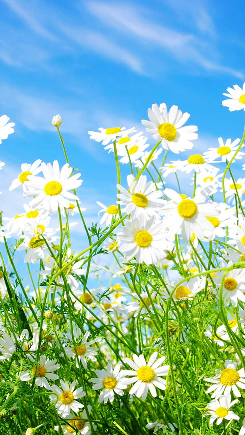 white daisies, yellow centers, bright blue sky, HD Phone Wallpaper
