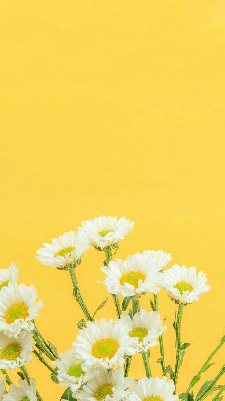 Daisy iPhone, yellow background, white daisies, HD Phone Wallpaper