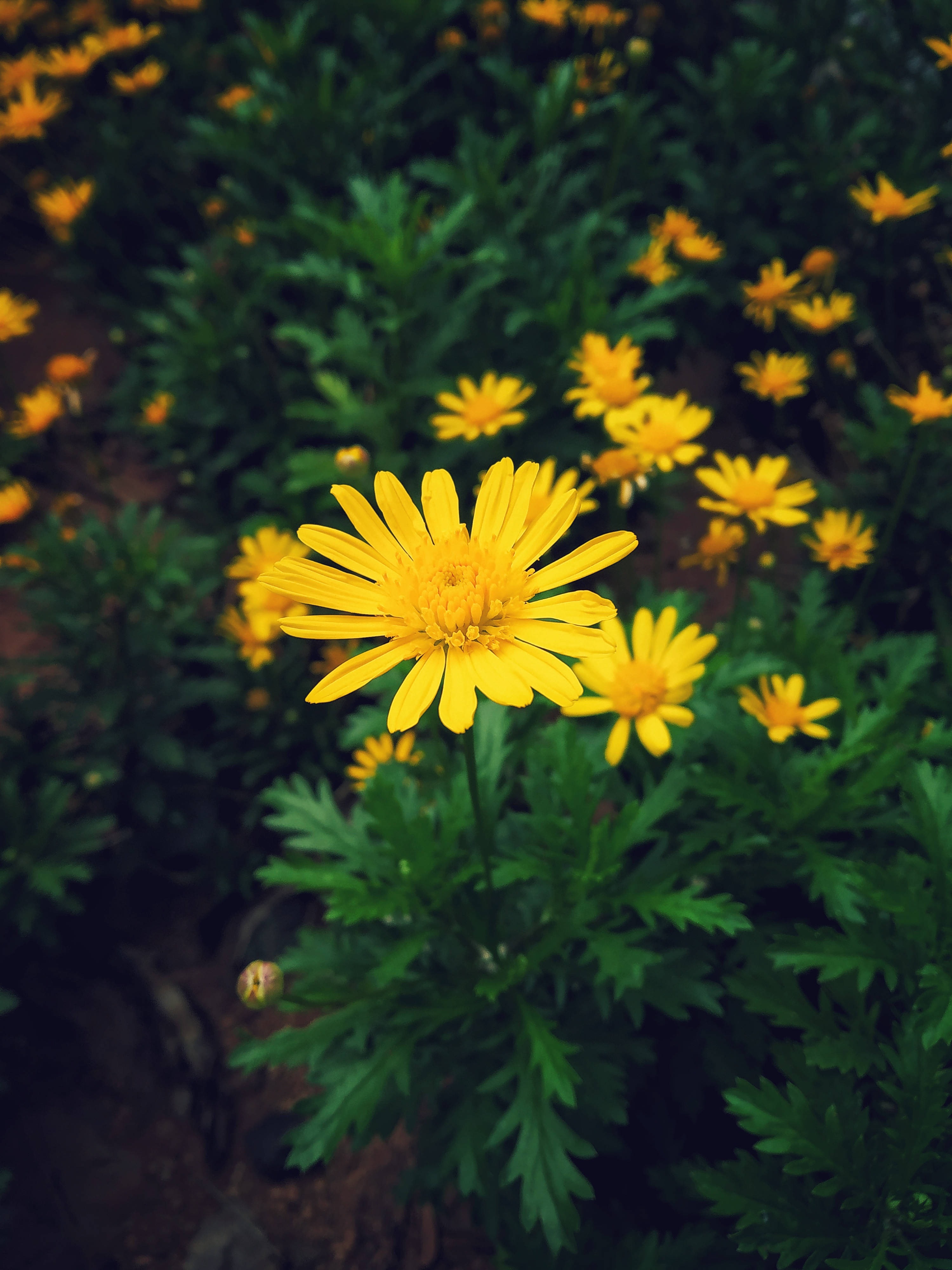 yellow daisy, vibrant yellow, lush green foliage, 4K Phone Wallpaper