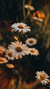 White Daisy iPhone, daisies, golden afternoon light, SD Phone Wallpaper