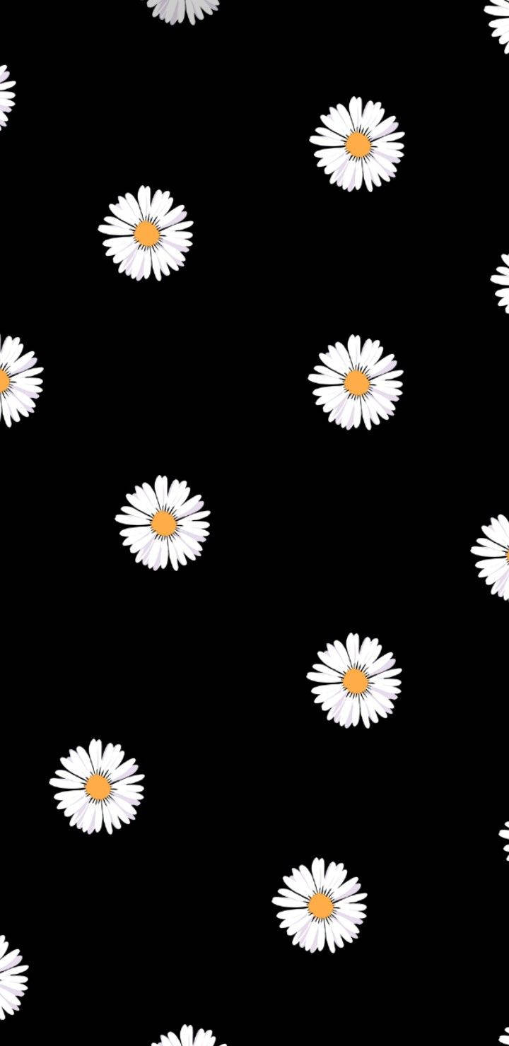 Daisy iPhone, black background, white daisies, HD Phone Wallpaper