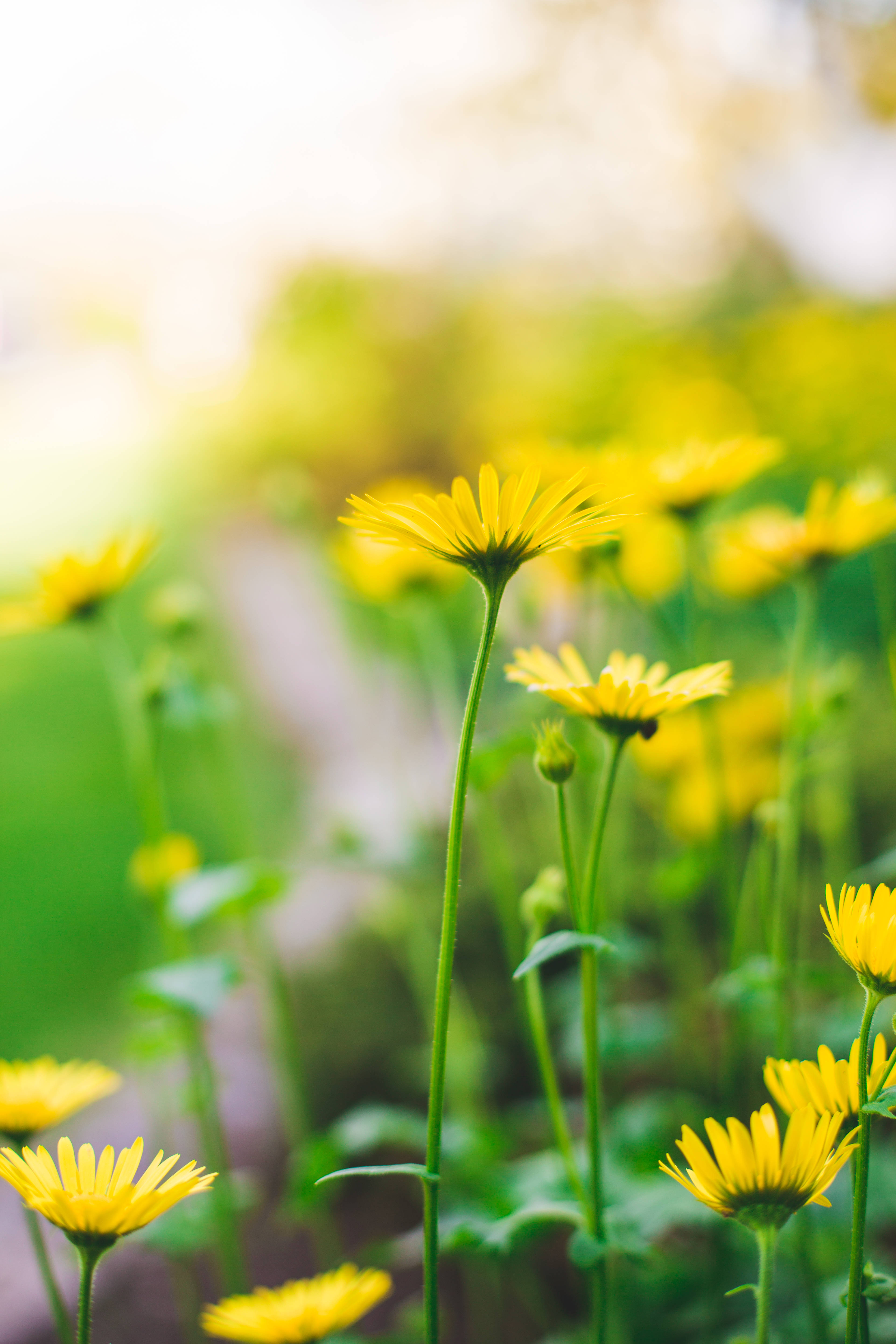 thin stemmed yellow daisy, slender green stems, vibrant yellow daisies, 5K Phone Wallpaper