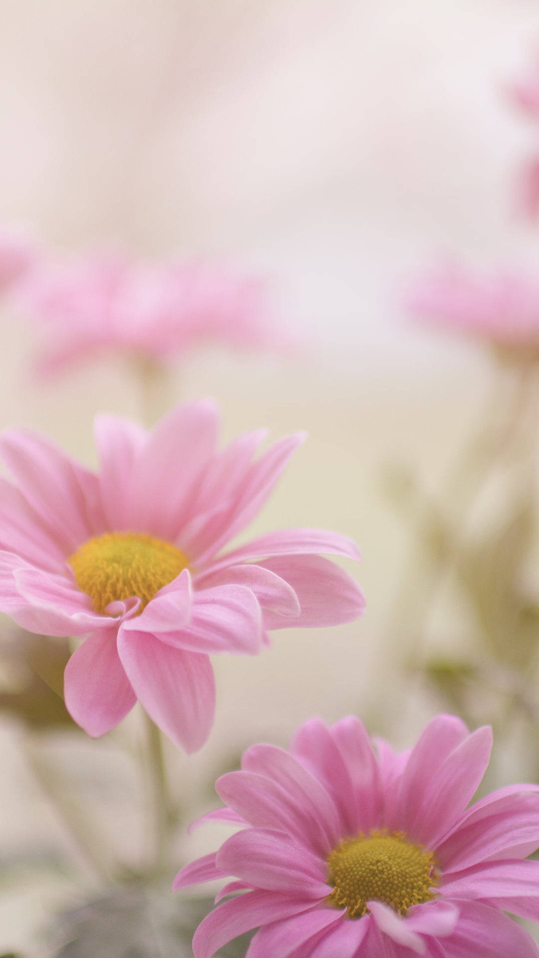Pink Daisy iPhone, soft pink daisies, yellow centers, Full HD Phone Wallpaper