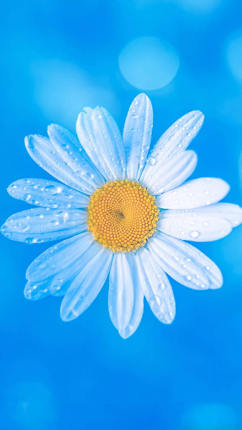 white daisy, yellow center, dew drops, HD Phone Wallpaper
