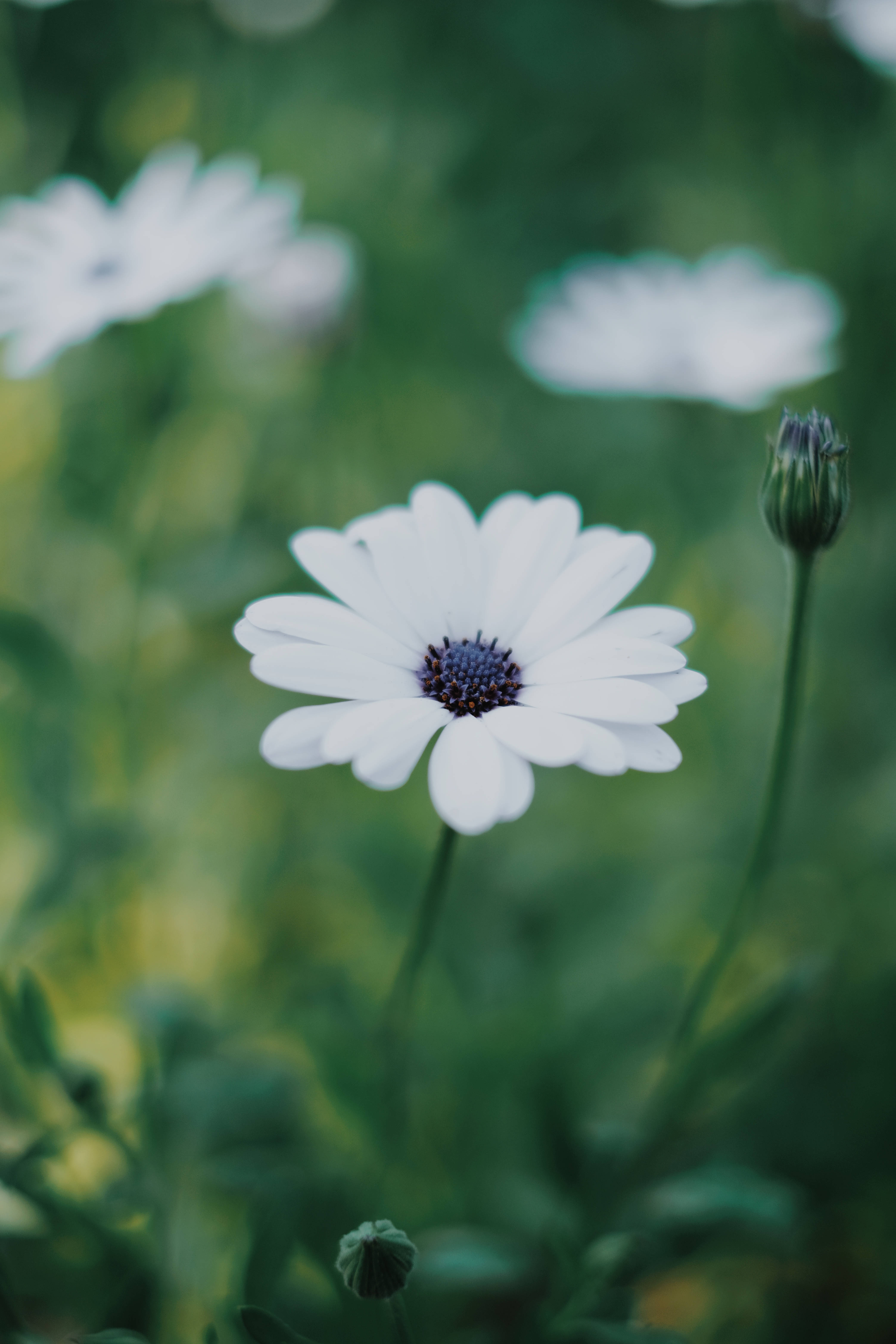 white gerbera daisy, iPhone, soft focus, 5K Phone Wallpaper