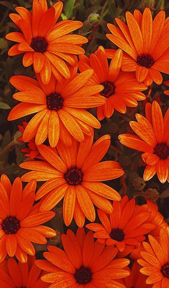 orange floral, daisies, dark centers, SD Phone Wallpaper