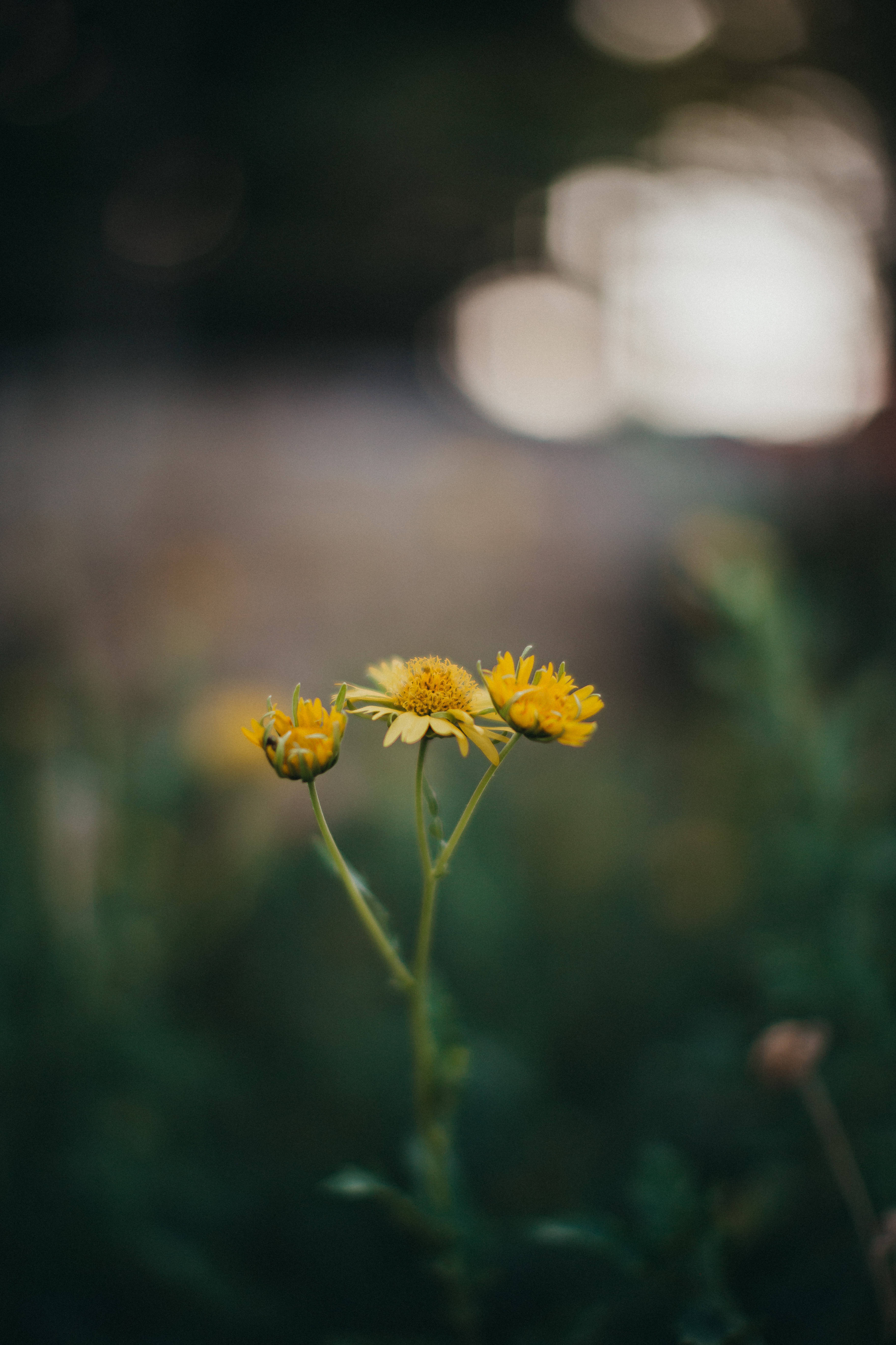 Daisy iPhone, yellow wildflowers, soft focus, 5K Phone Wallpaper