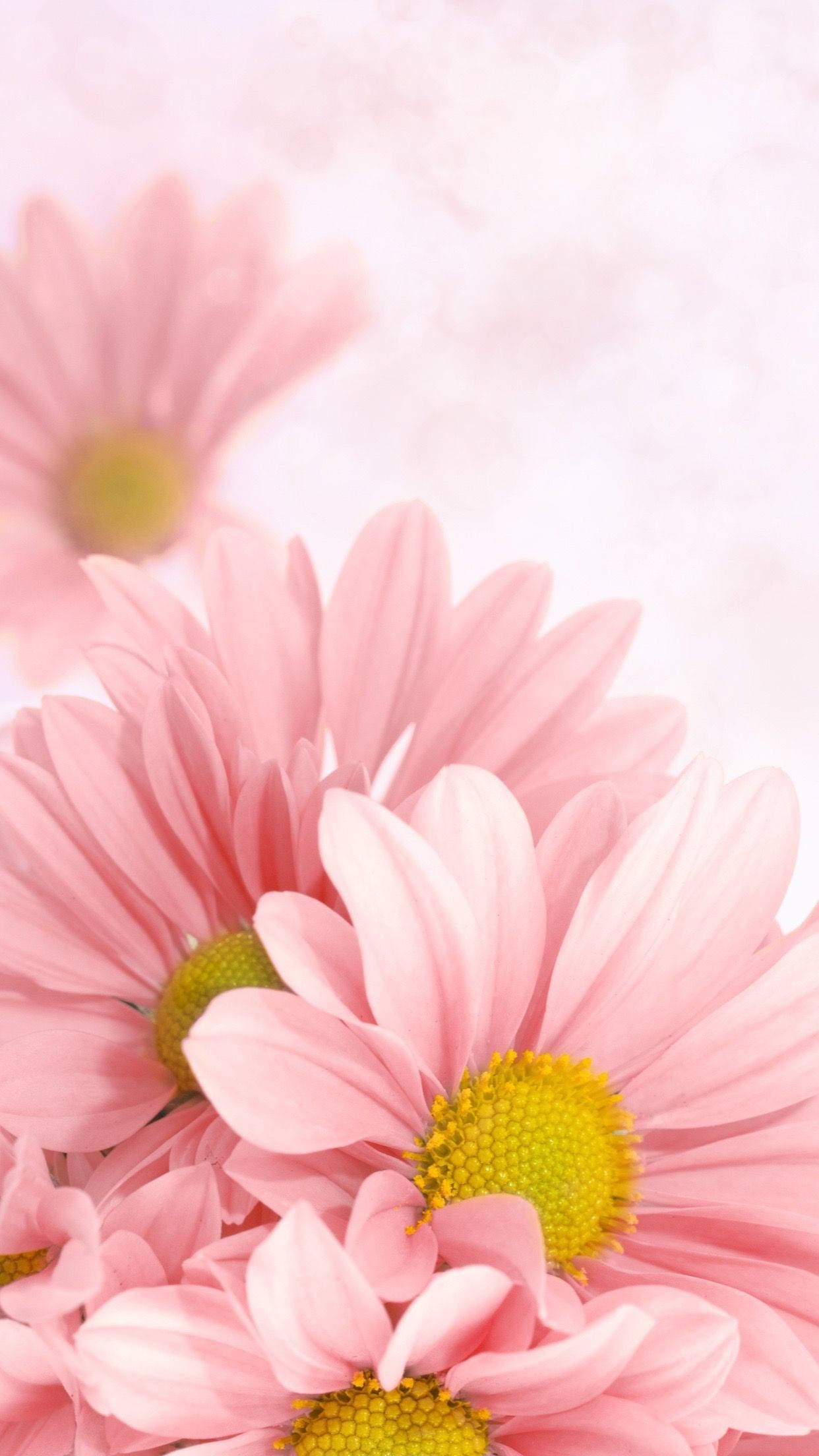 pastel pink daisy iPhone, soft pink daisies, yellow centers, Full HD Phone Wallpaper