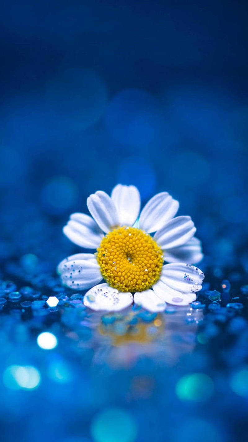Daisy iPhone, blue sequined surface, white daisy, HD Phone Wallpaper