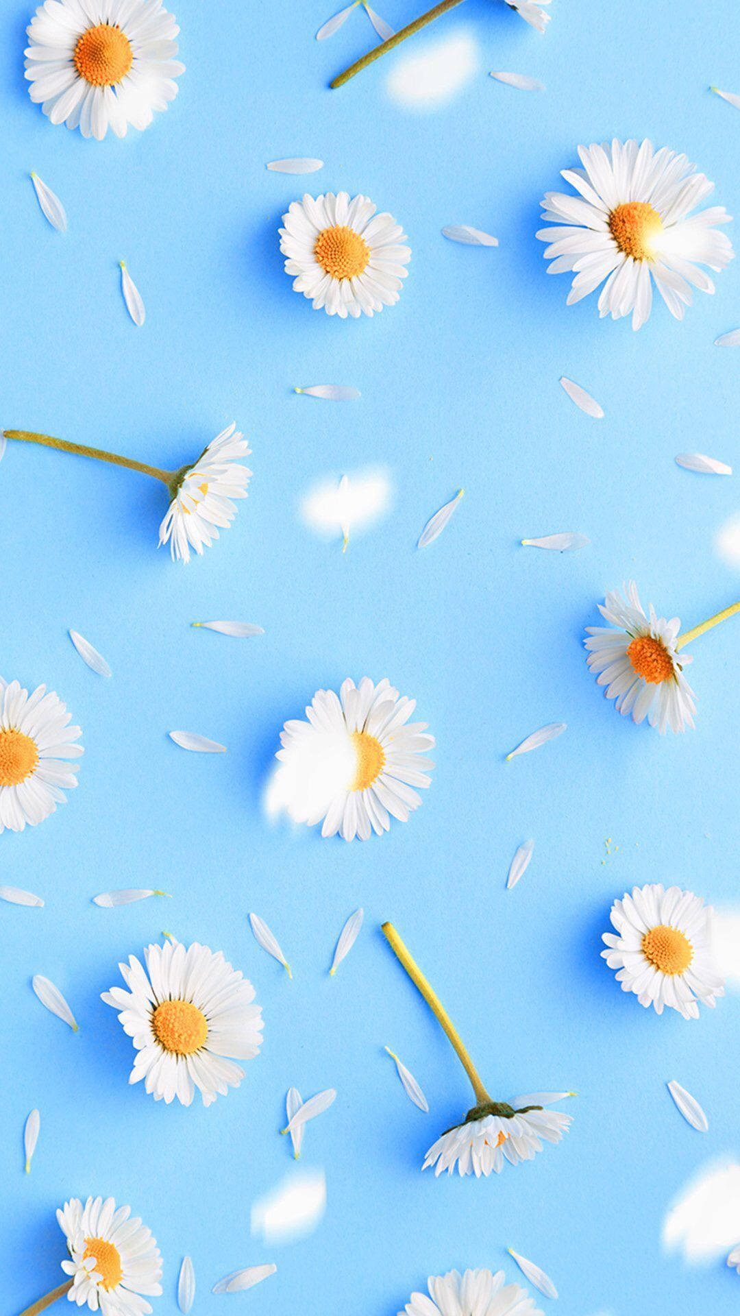 Daisy iPhone, pastel blue surface, white daisies, Full HD Phone Wallpaper