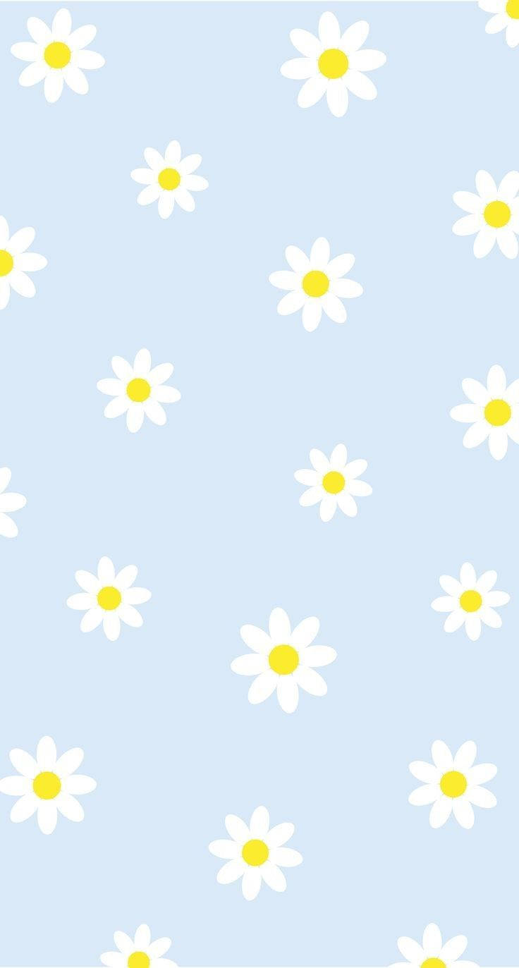 Daisy iPhone, pastel blue, white daisies, HD Phone Wallpaper