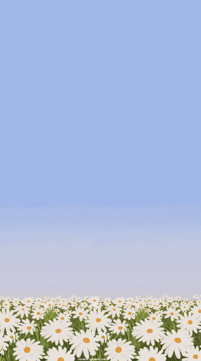 white daisies, yellow centers, soft gradient blue sky, SD Phone Wallpaper