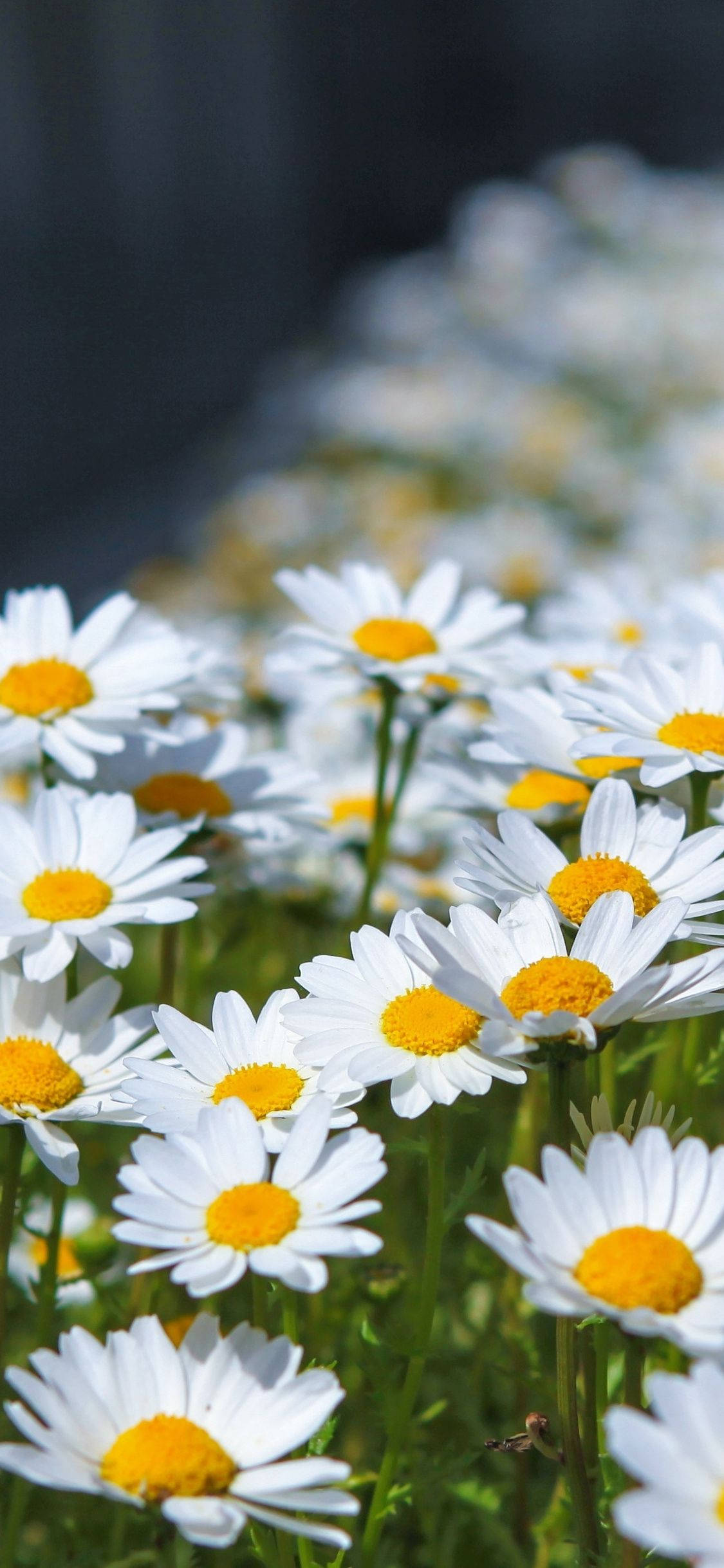 white daisy iPhone, sunlight, sunlit field, Full HD Phone Wallpaper