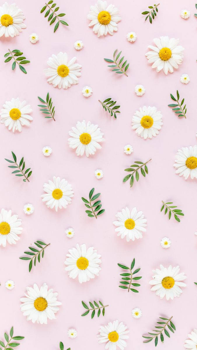 Pastel Pink Surface, Daisy iPhone, white daisies, SD Phone Wallpaper