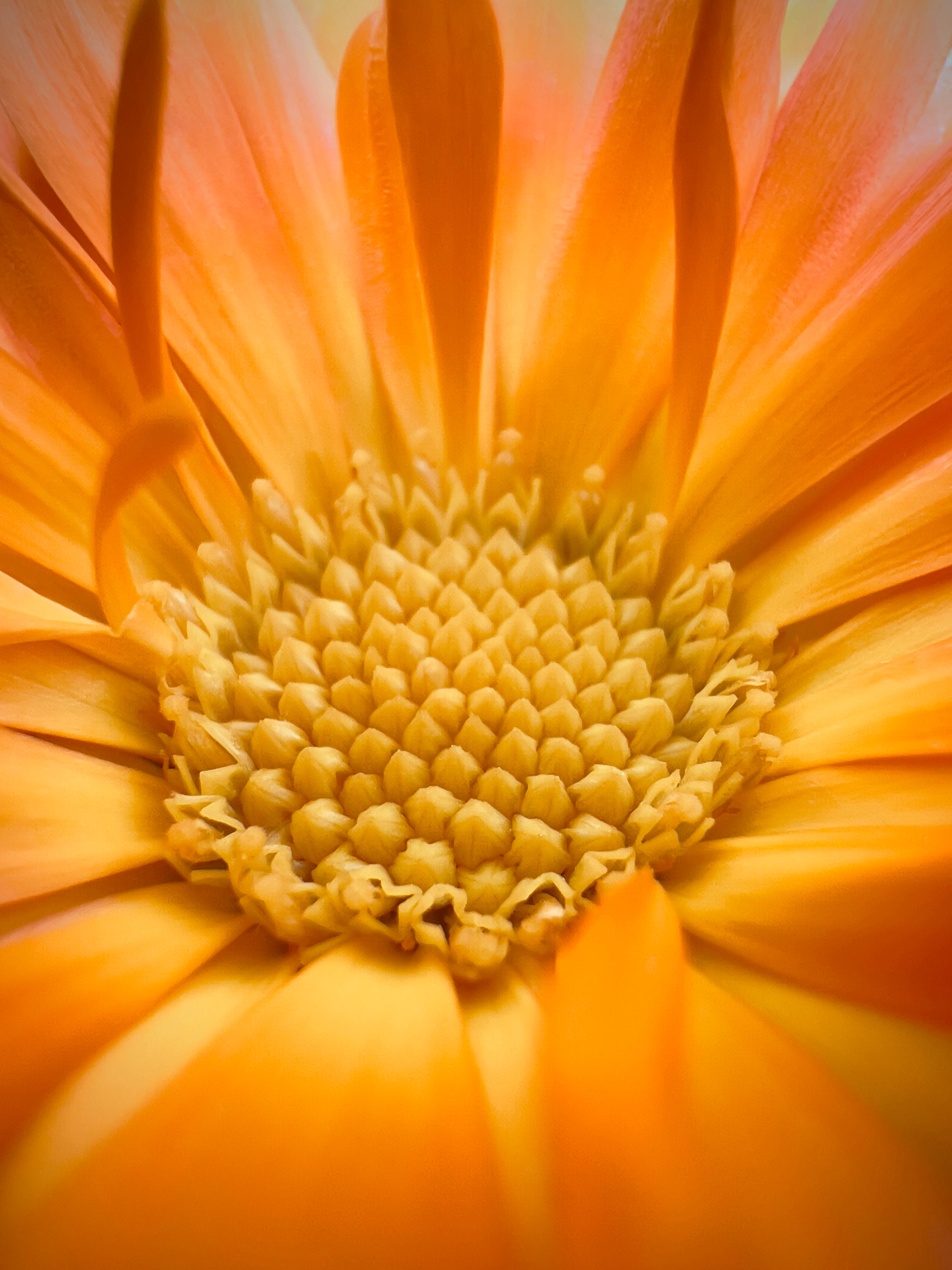 Daisy iPhone, yellow center, orange daisy flower, 4K Phone Wallpaper