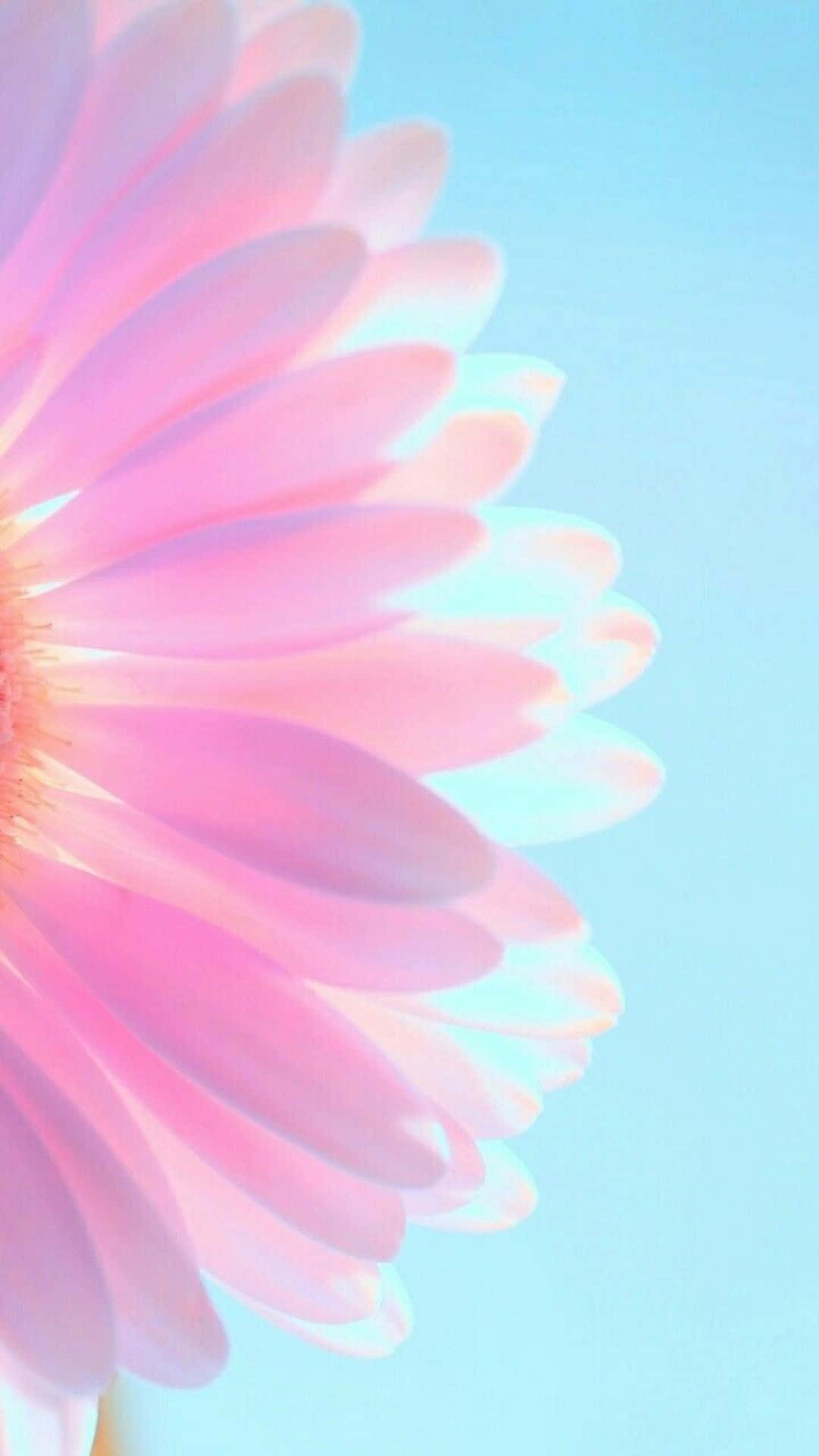 Daisy, flower, purple pastel, Full HD Phone Wallpaper