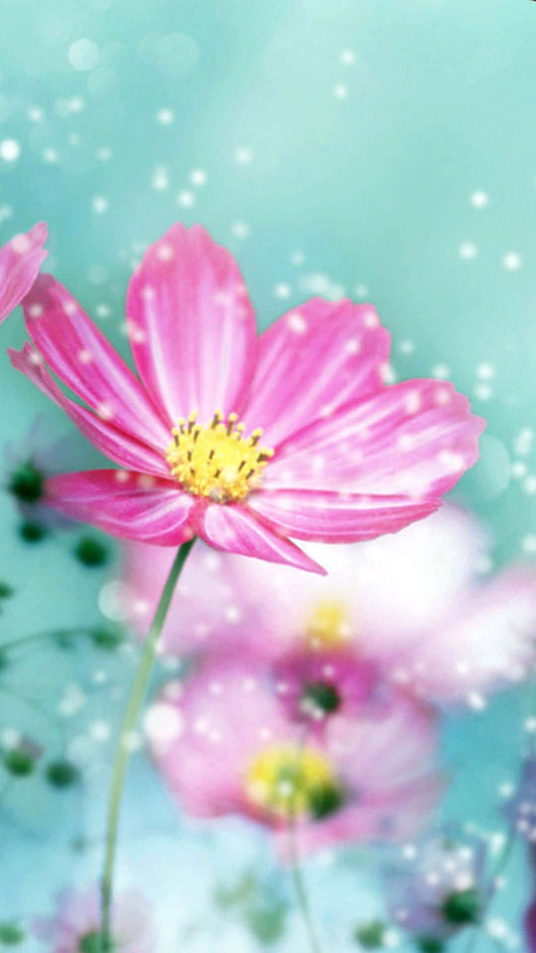 Bright Light Pink Spring Daisy iPhone, cosmos flower, yellow center, Full HD Phone Wallpaper