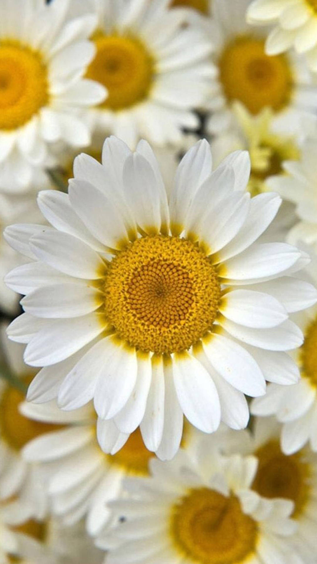 white daisy flower, golden centers, natural light, Full HD Phone Wallpaper