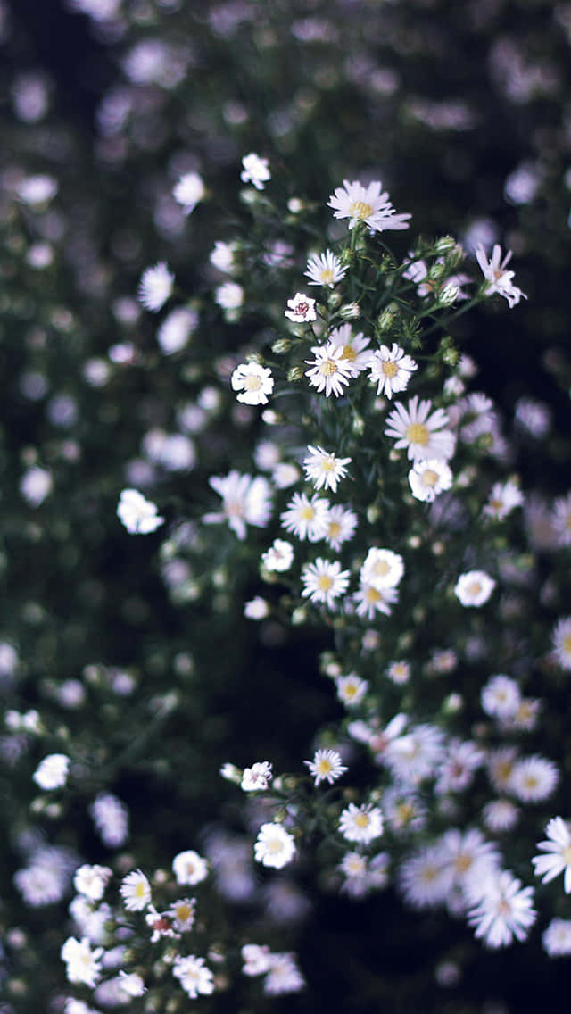 white daisies, yellow centers, dark green blurred background, SD Phone Wallpaper
