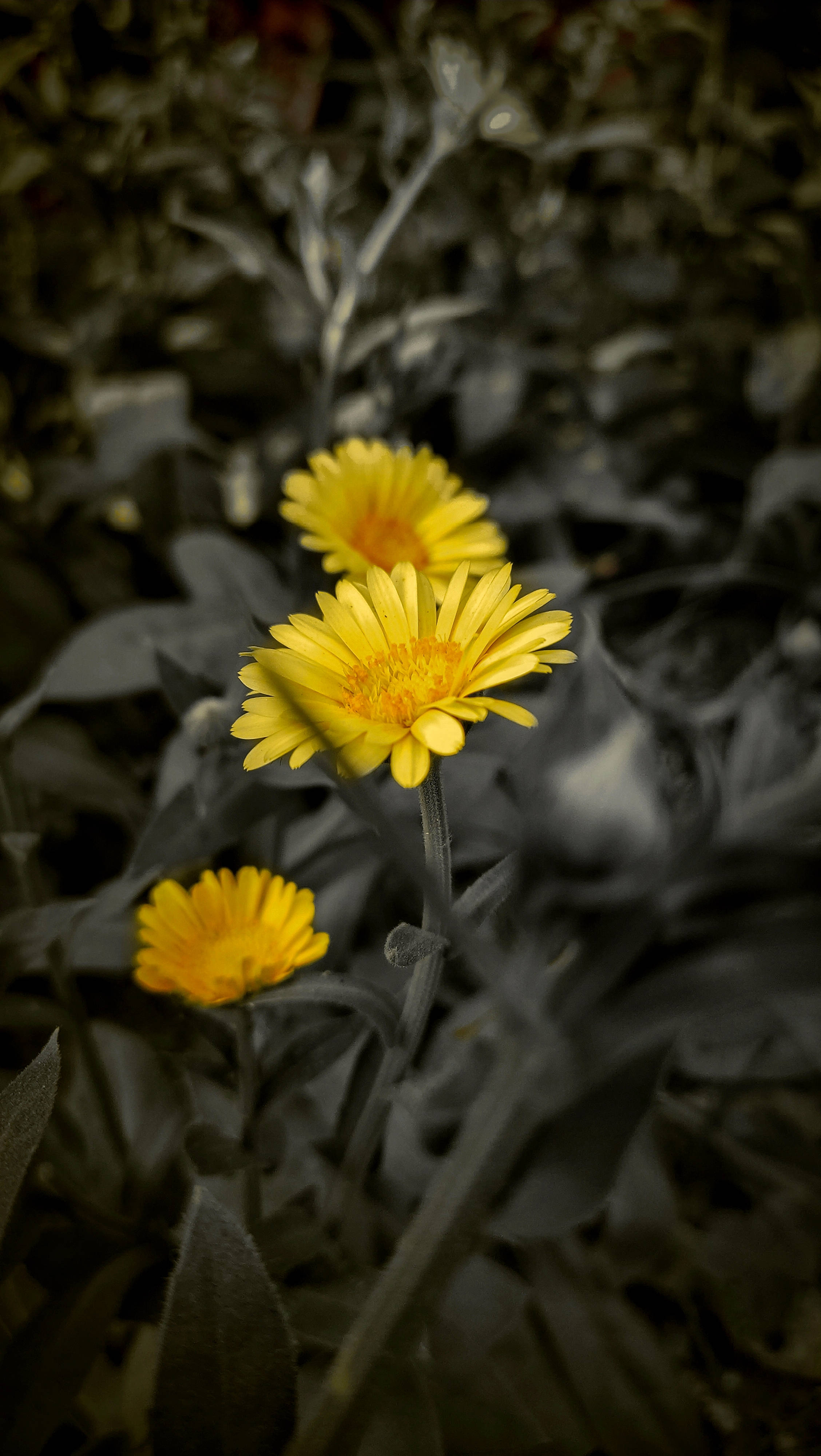 yellow daisy, green leaves, desaturated monochrome garden, 4K Phone Wallpaper