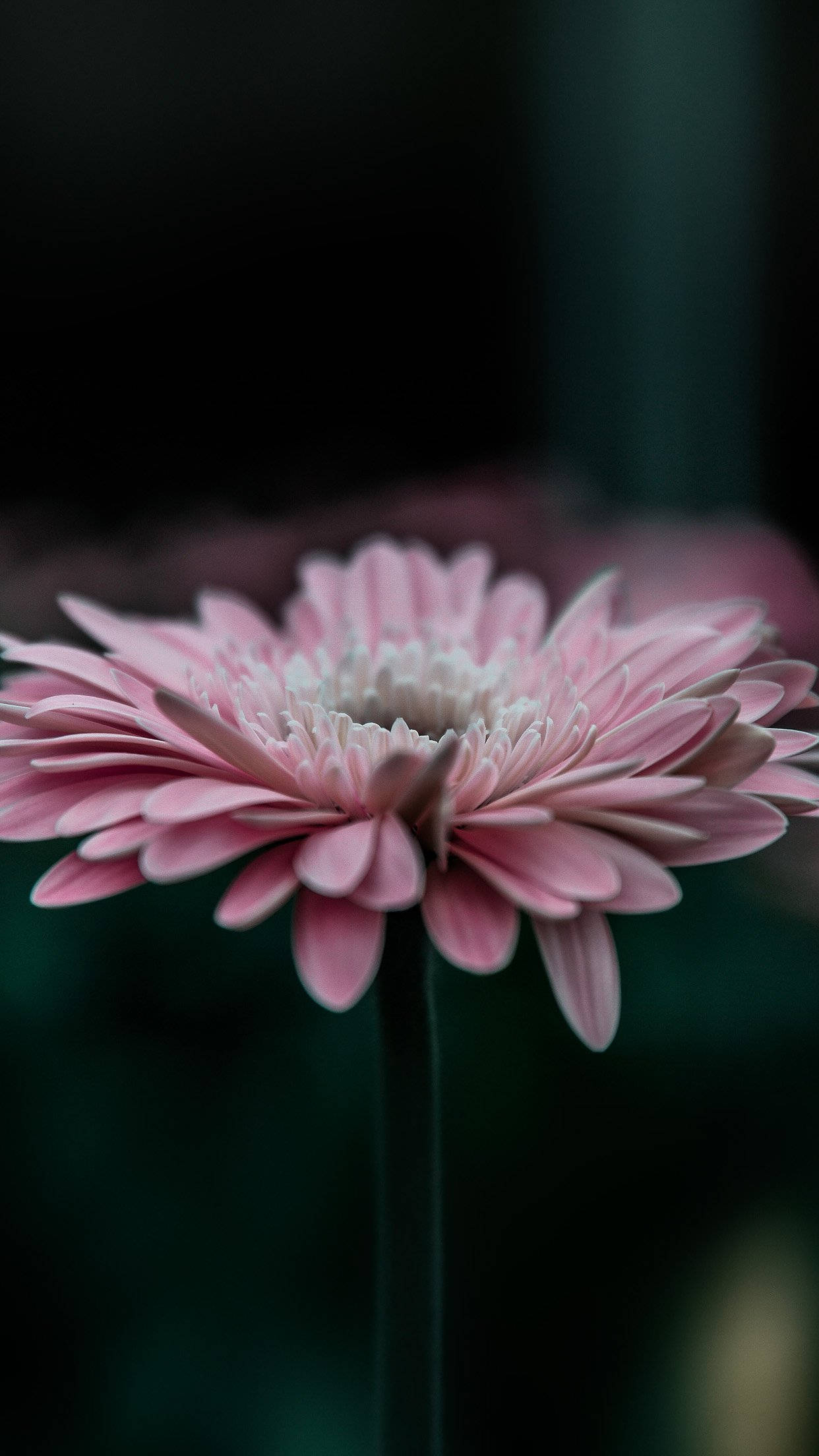 pink gerbera daisy, white center, dark blurred background, Full HD Phone Wallpaper