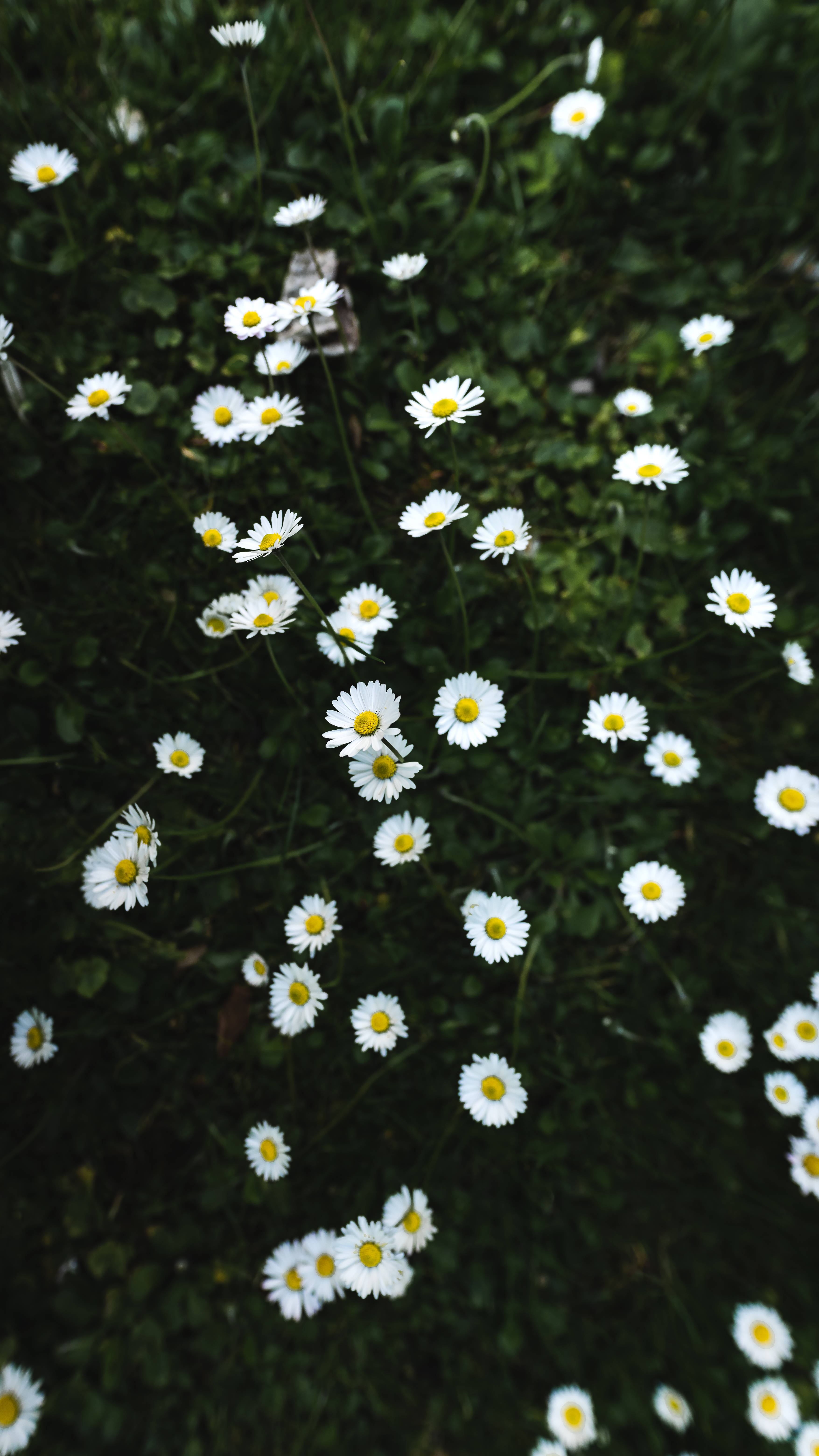 White Daisy iPhone, white daisies, yellow centers, 5K Phone Wallpaper