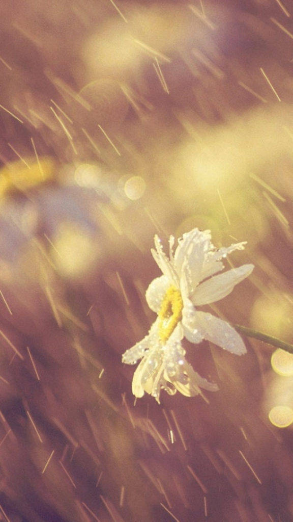 Daisy iPhone, white daisy, yellow center, SD Phone Wallpaper