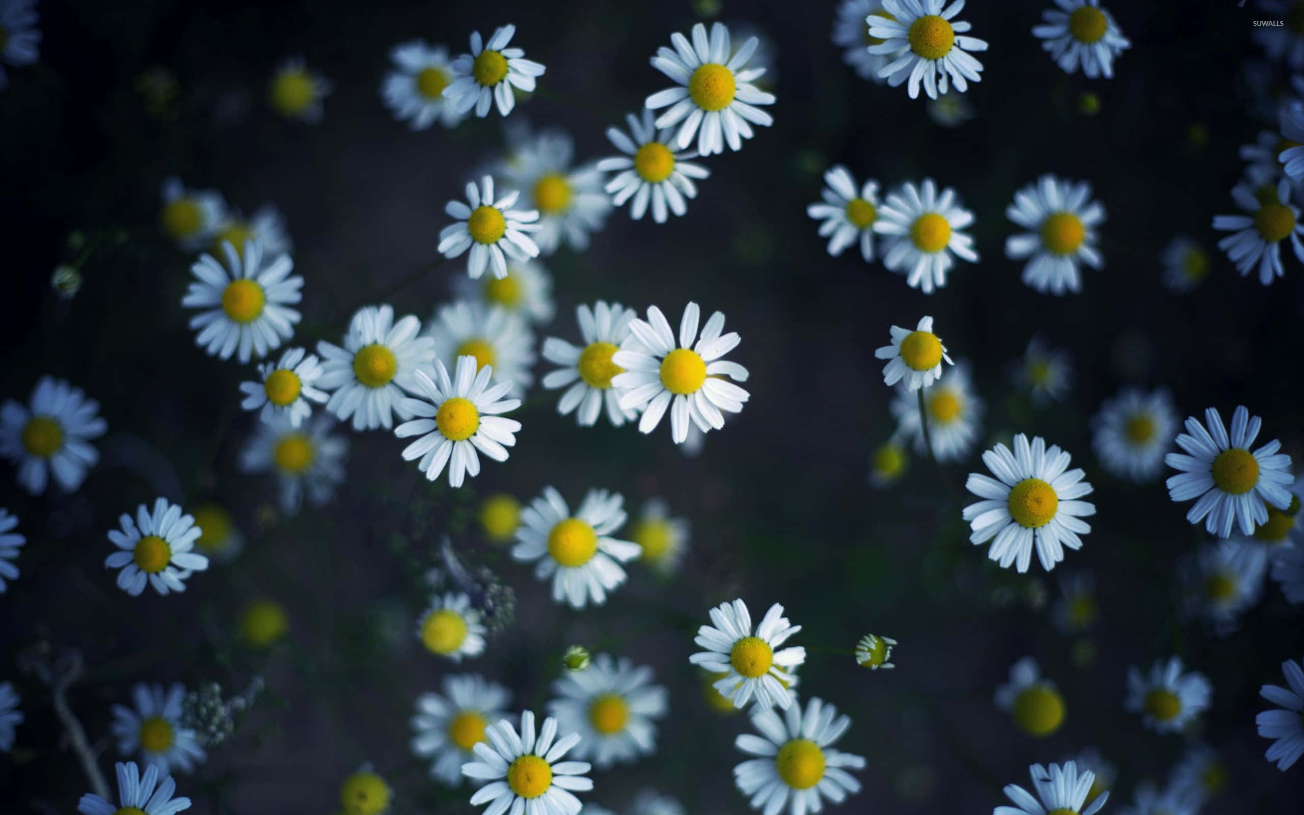 Daisy Aesthetic Computer, white daisies, bright yellow centers, 2K Desktop Wallpaper