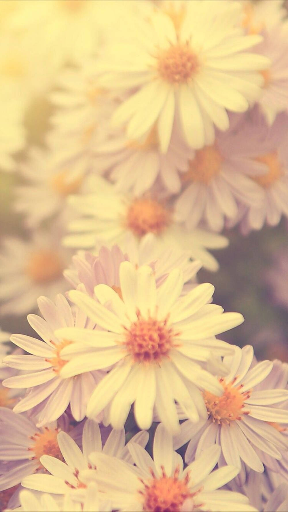 Daisy, phone screen, sepia tone, HD Phone Wallpaper