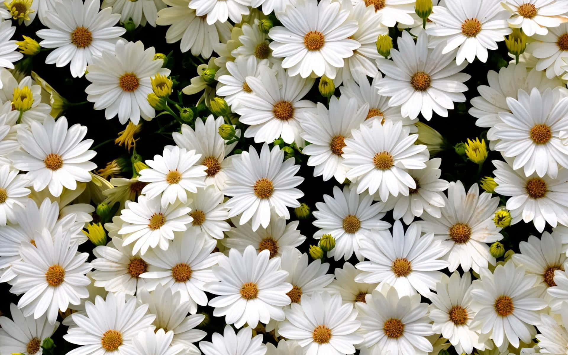 Daisy Aesthetic Computer, white daisies, yellow centers, Full HD Desktop Wallpaper