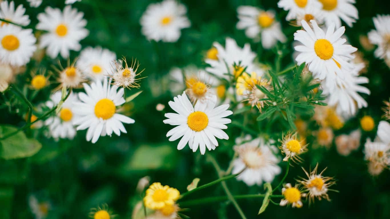 Daisy Laptop, white daisies, bright yellow centers, HD Desktop Wallpaper