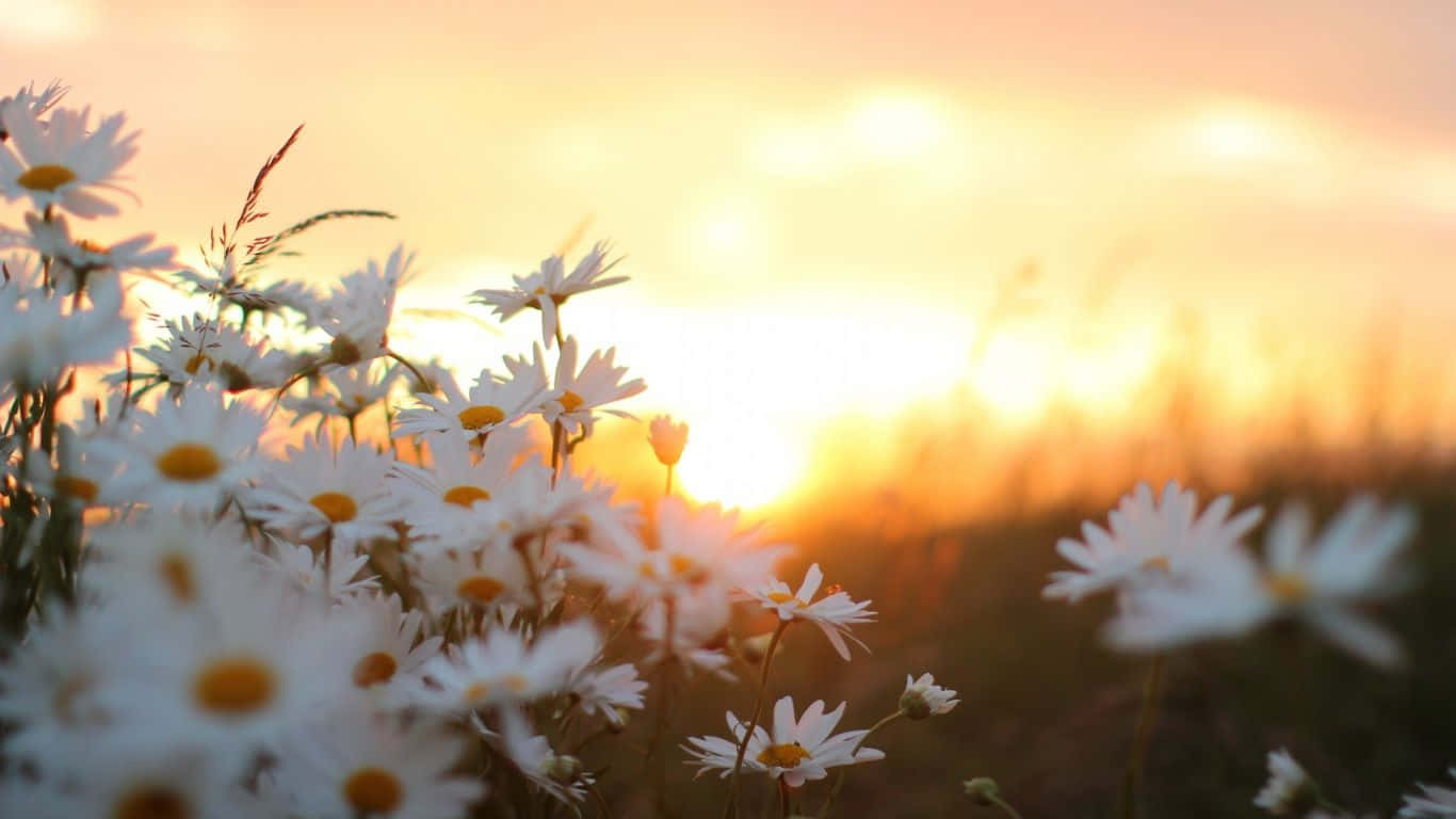 Daisy Laptop, white daisies, yellow centers, HD Desktop Wallpaper