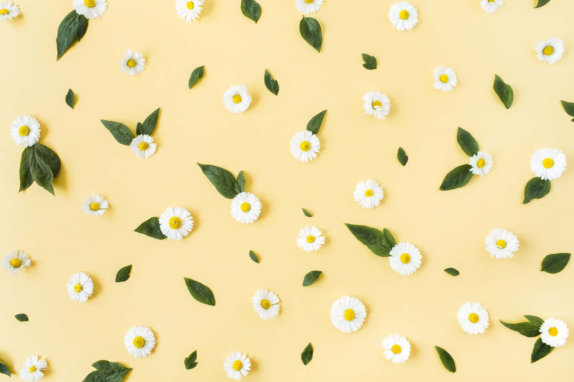 Daisy Aesthetic Computer, white daisies, green leaves, Full HD Desktop Wallpaper
