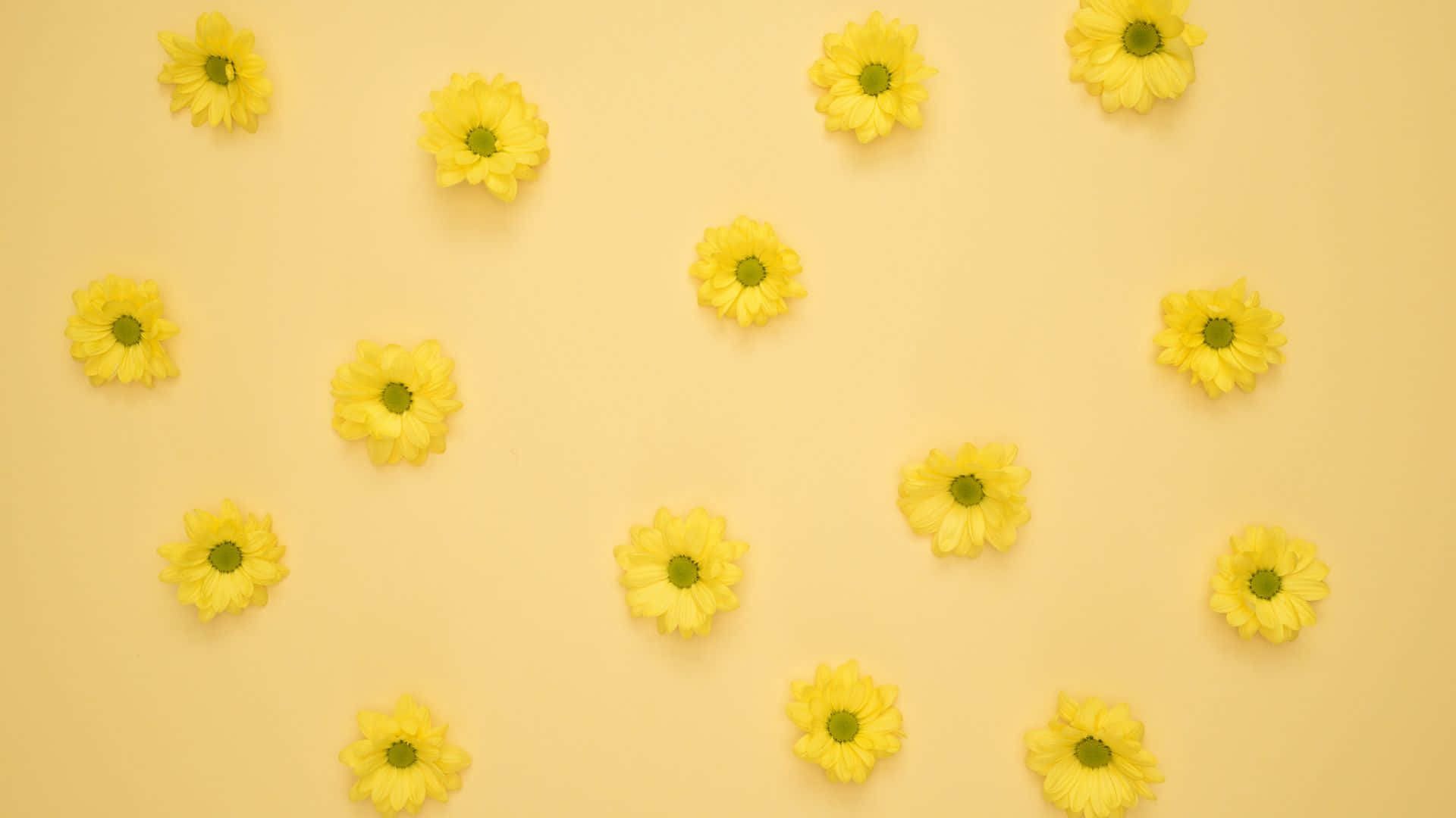 Daisy Laptop, yellow daisies, soft yellow background, Full HD Desktop Wallpaper