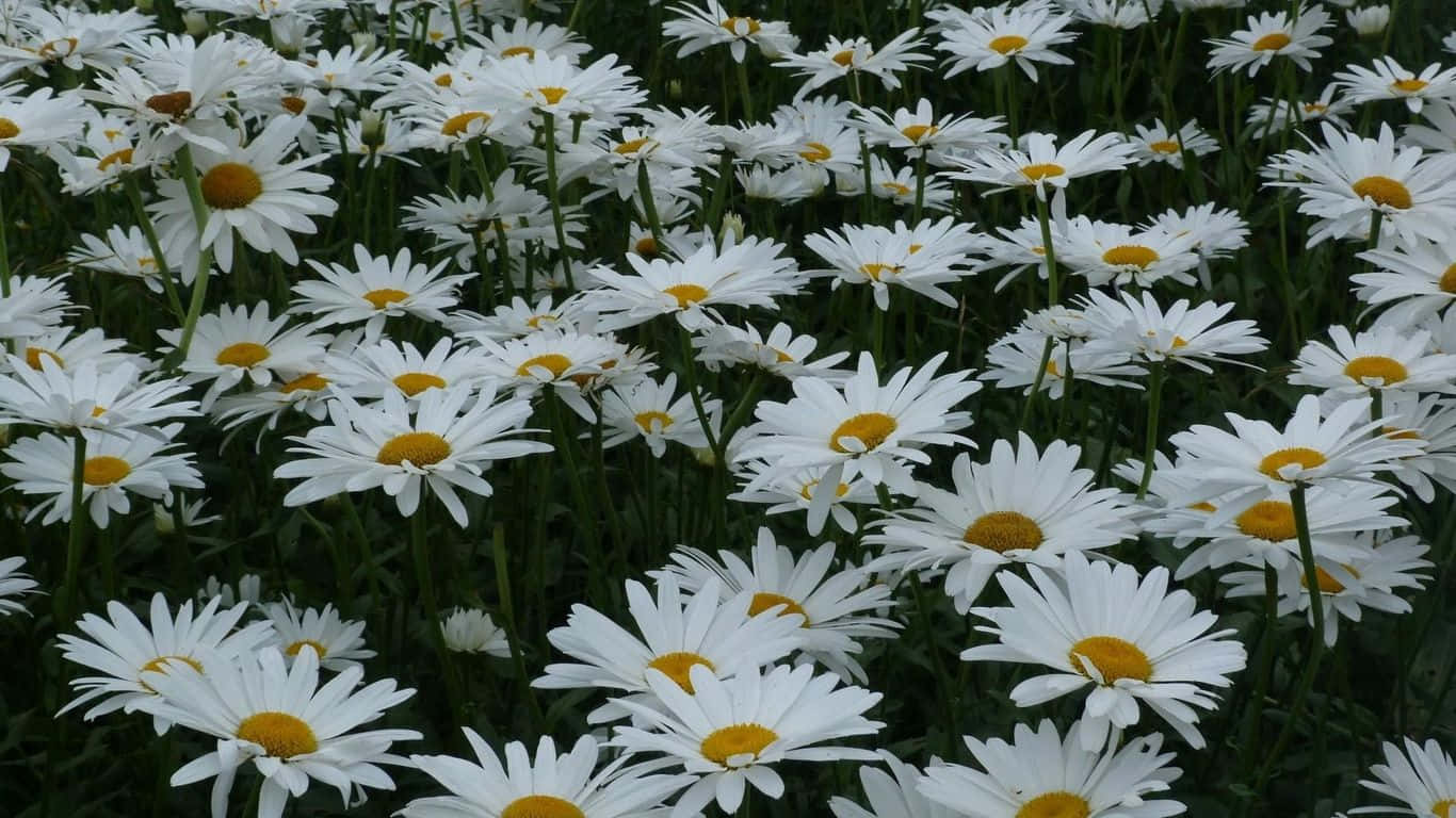 white daisies, yellow centers, field, HD Desktop Wallpaper