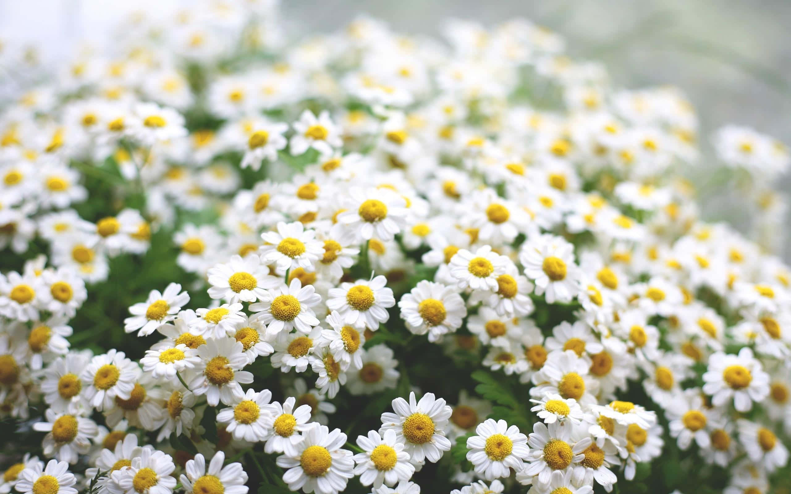 Daisy Laptop, white daisies, yellow centers, 2K Desktop Wallpaper