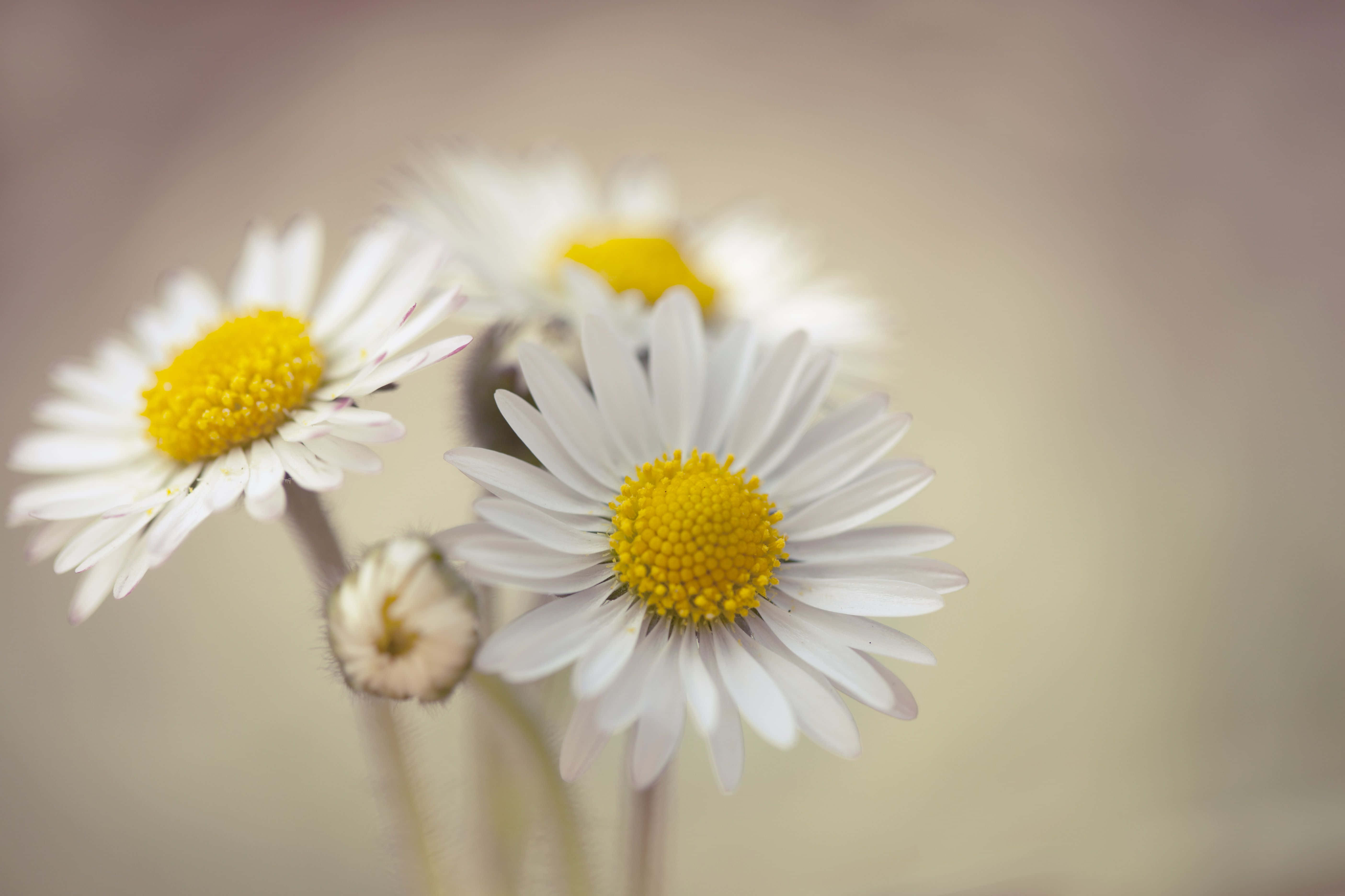 Daisy Laptop, yellow bud, white daisies, 5K Desktop Wallpaper